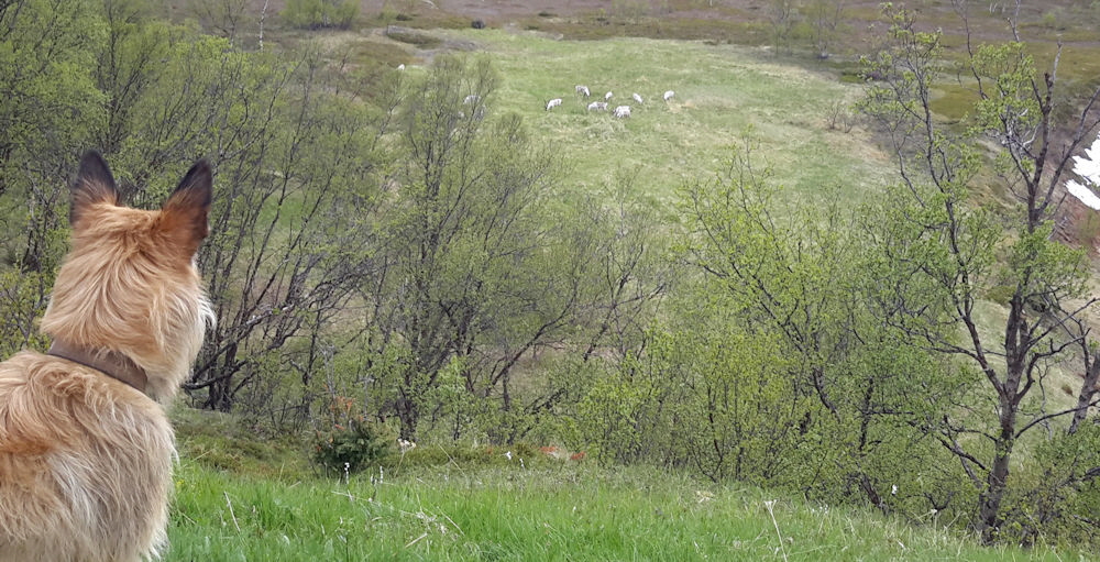 Adamsfjordfossen - Rentiere