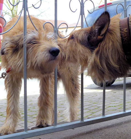 Biquette Begr��ung 2a