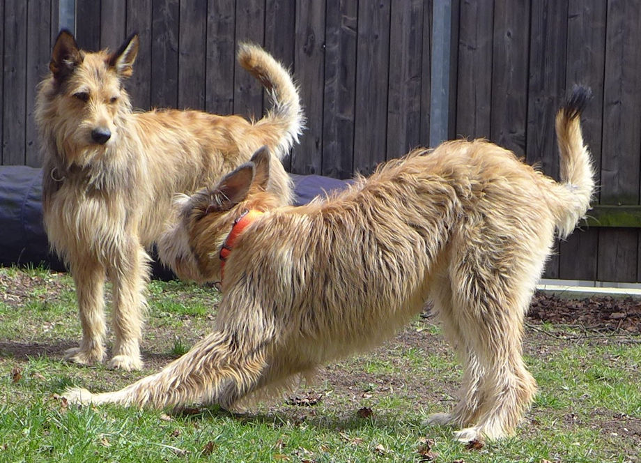 Biquette Begr��ung 4a