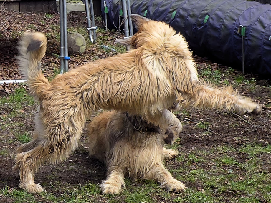 Biquette Begr��ung 6a