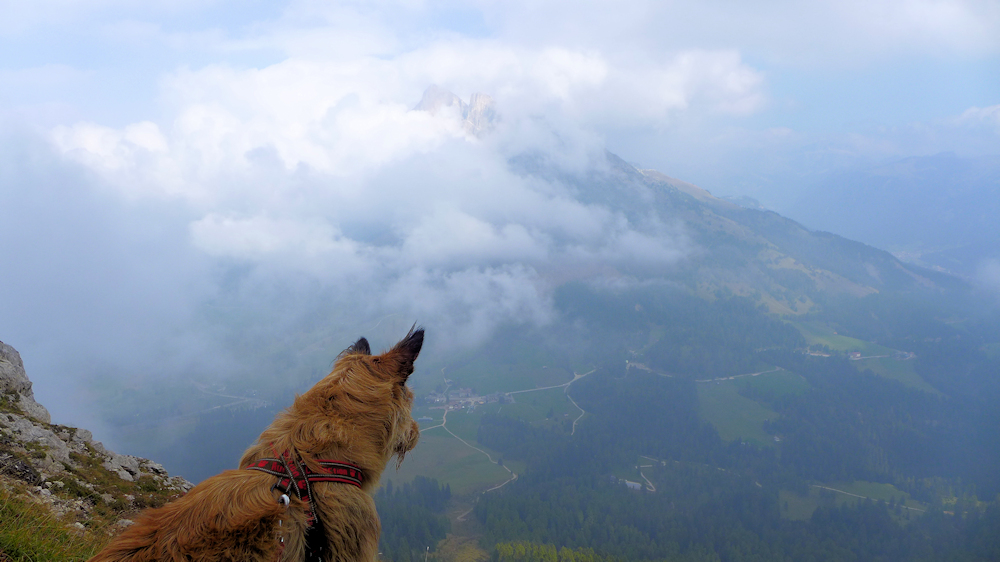 Blick auf Rosengarten