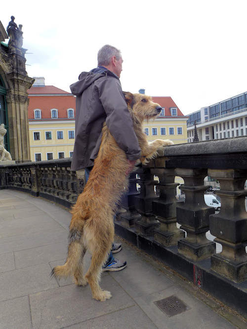 Dresden Blick von Zwingerempore a
