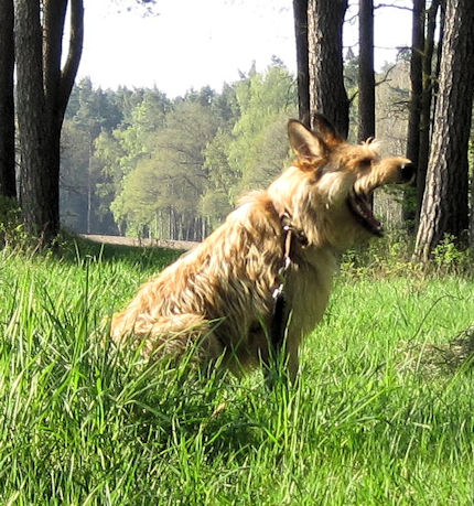 Fr�hjahrsm�digkeit a