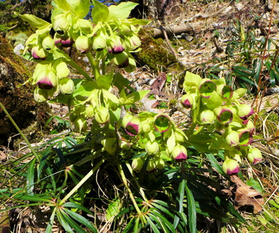 Fr�hlingsblumen 1a