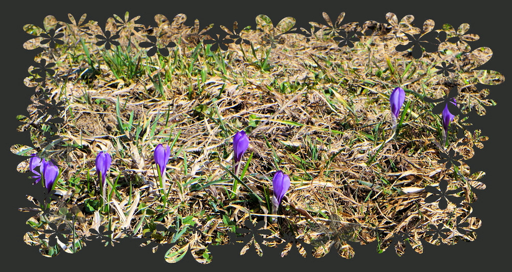 Fr�hlingsblumen 2ba