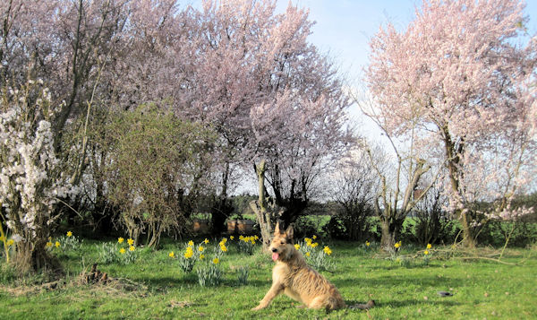 Fr�hlingsbl�te a