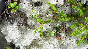 Jotulhogget Flechten