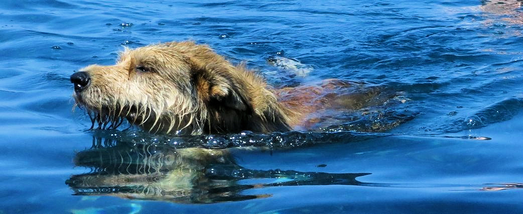 Marine d�albo , Baden 2a