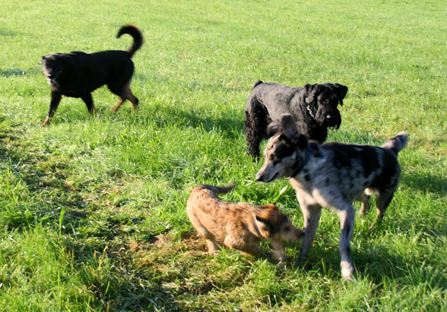 Max mit Freunden 18.09.10 a