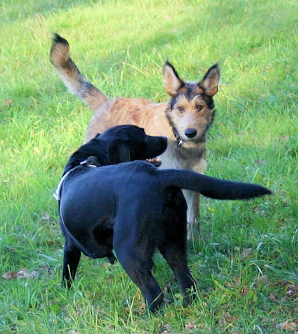 Max u joice 3a 14-11