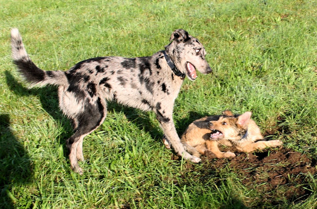 Max und Buster  18.09.10 - a