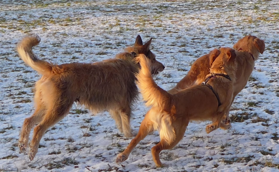 Max und seine M�dels a