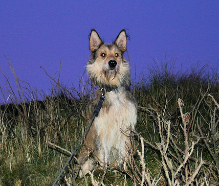 Morgend�mmerung 1a