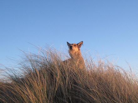 Morgenspaziergang 4a