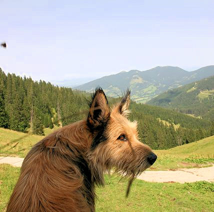 Schleifm-P�rschl 4a