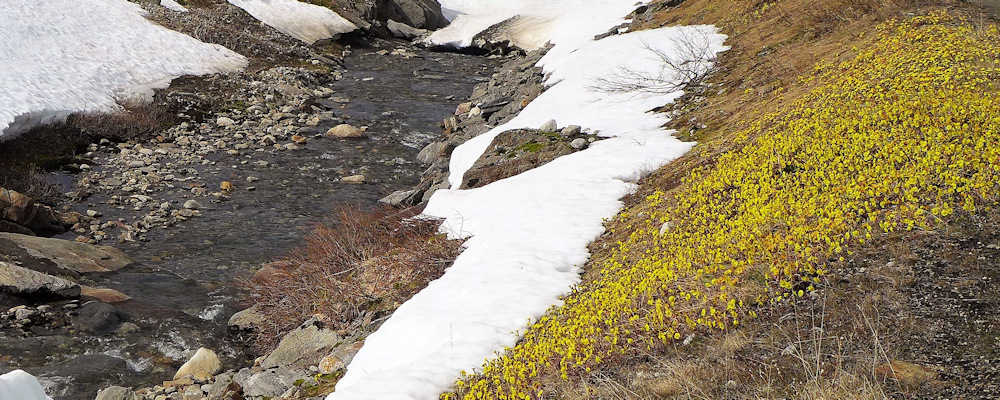 Storglomvatnet  Fr�hling