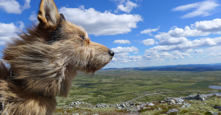 Venabygdfjellet klein