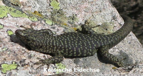 Korsische Eidechse