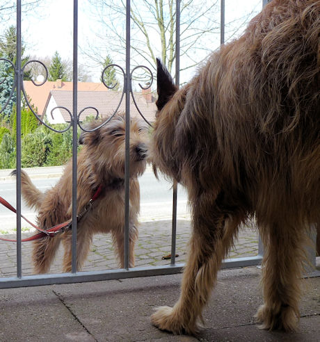 biquette Begr��ung 1a